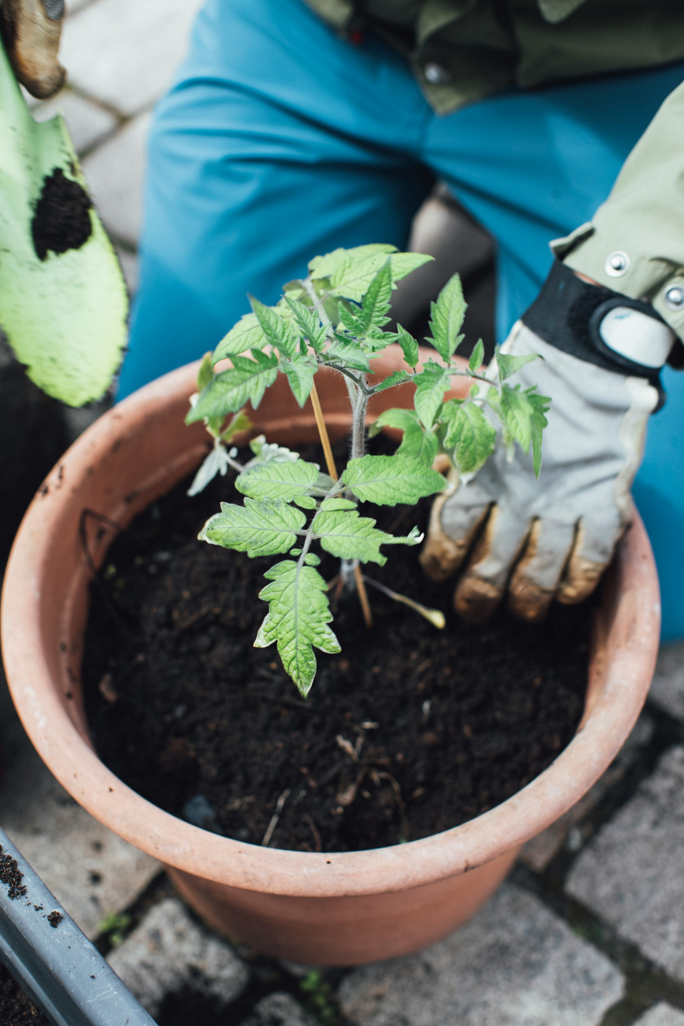 green plant on brown clay pot